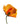 California Poppy (6) 01 CS SC2