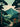 Coorg Landscape  01 MJ SC2