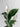 White lily 2 01 MJ SC2